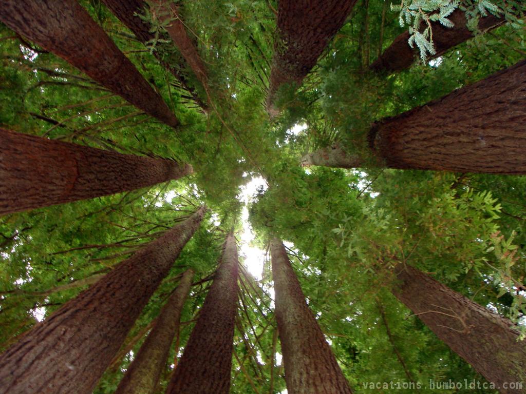 Humboldt Redwood Forest in Eureka