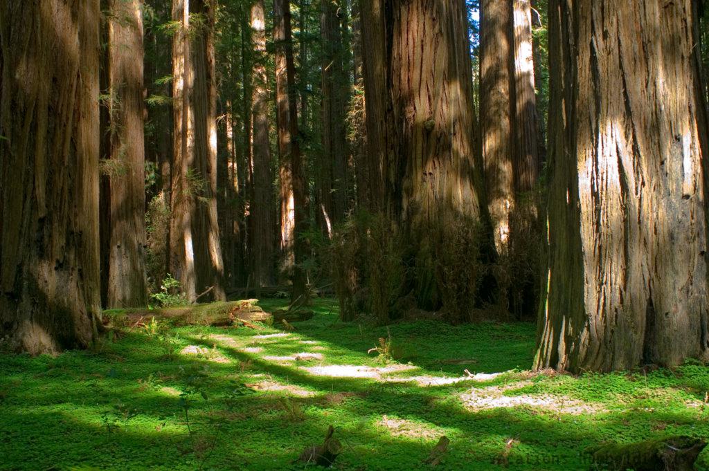 Northern California Redwood Forest