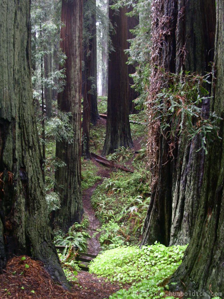 Northern California Redwood Forest